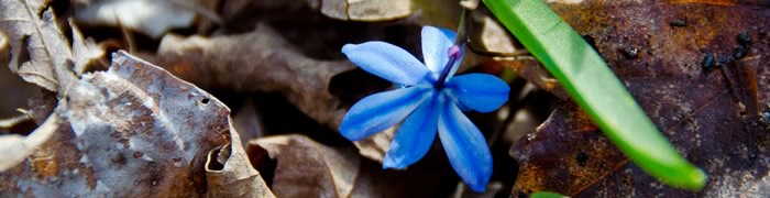 Blue flower